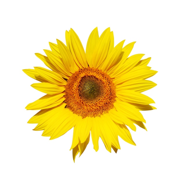 bellissimo girasole isolato