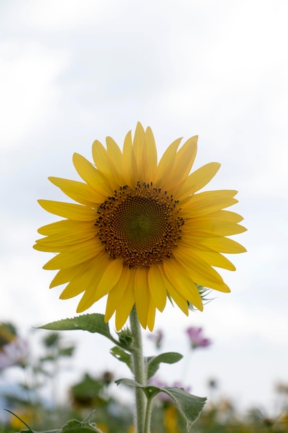 bellissimo girasole nel campo