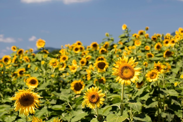 bellissimo girasole nel campo