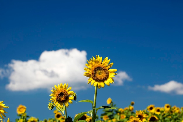 bellissimo girasole nel campo