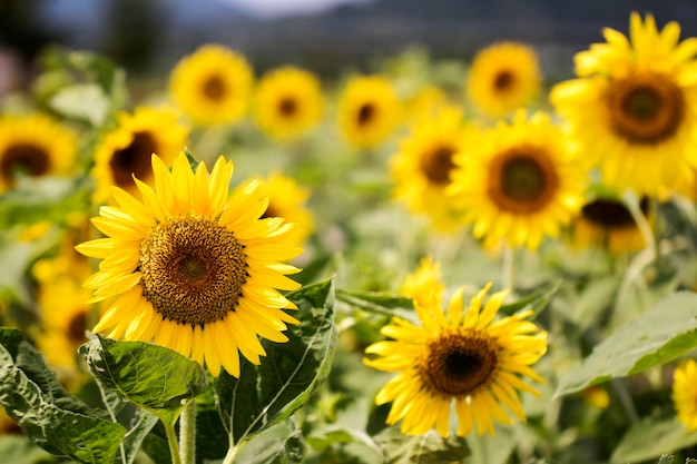 bellissimo girasole nel campo