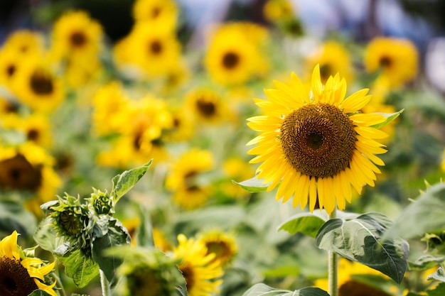 bellissimo girasole nel campo