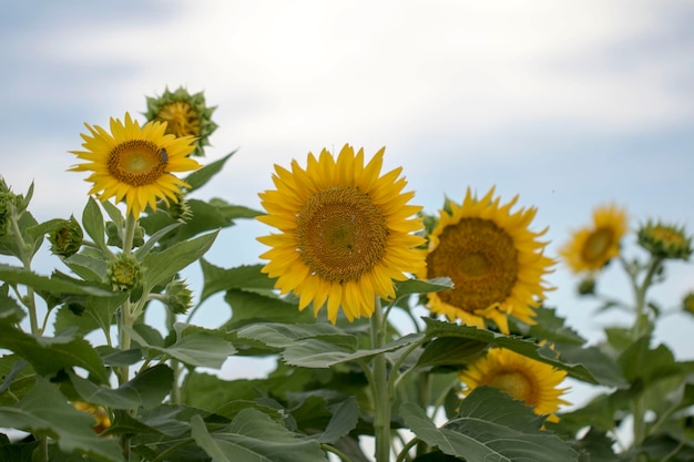 bellissimo girasole nel campo