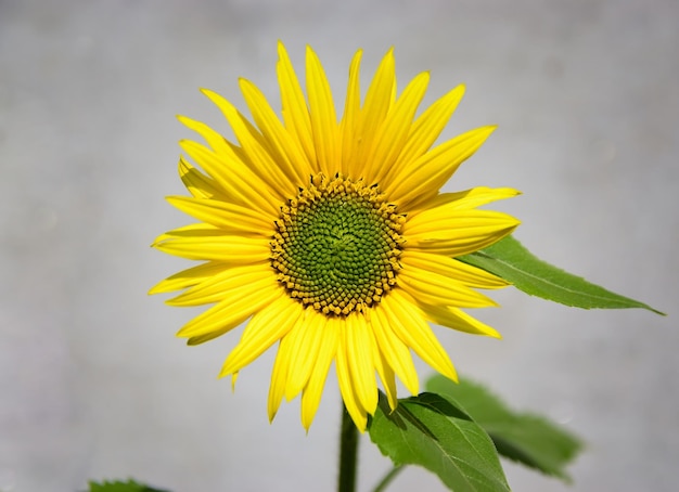 Bellissimo girasole su sfondo grigio cenere di cemento e carta da parati di girasole di un giorno soleggiato