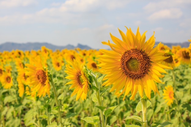 Bellissimo girasole