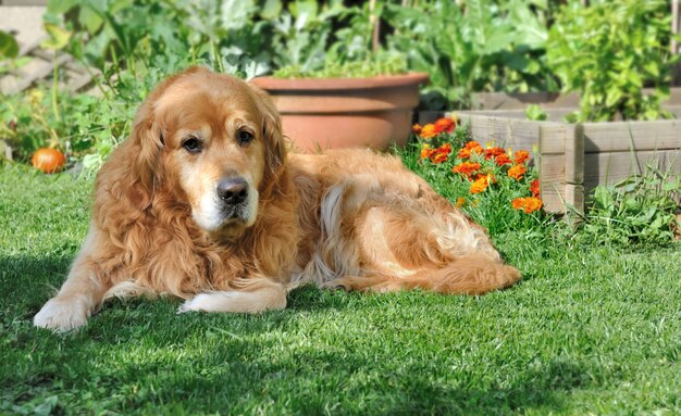 Bellissimo golden retriever