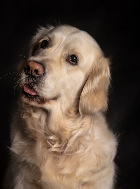 Bellissimo golden retriever