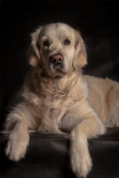 Bellissimo golden retriever