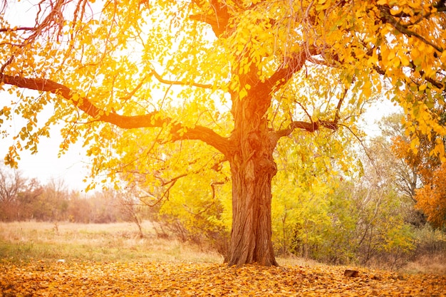 Bellissimo grande albero con foglie gialle