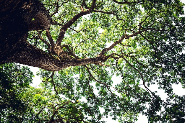 Bellissimo grande albero