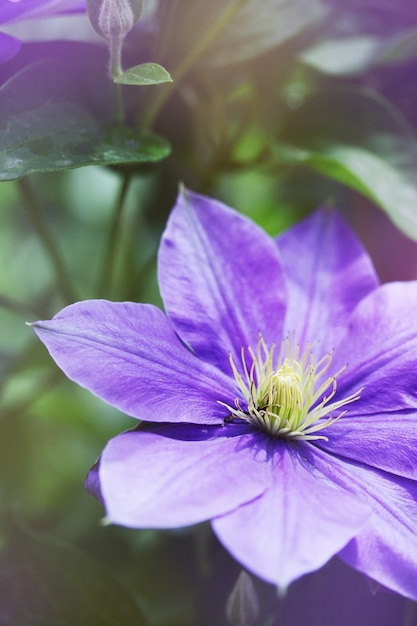 Bellissimo, grande fiore di clematide viola in giardino