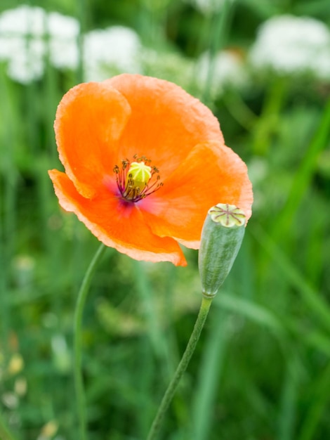 Bellissimo grande fiore di papavero arancione su sfondo verde sfocato