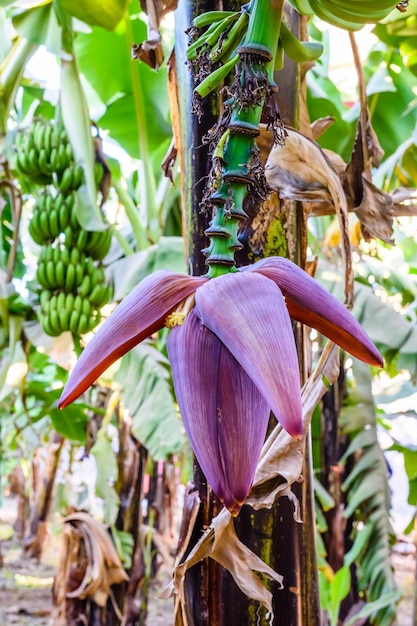 Bellissimo grande fiore sul banano