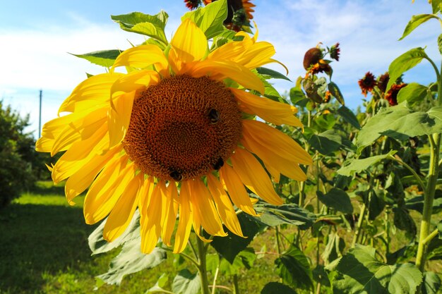 Bellissimo grande girasole su un prato estivo con tempo soleggiato, foto orizzontale, nessun popolo