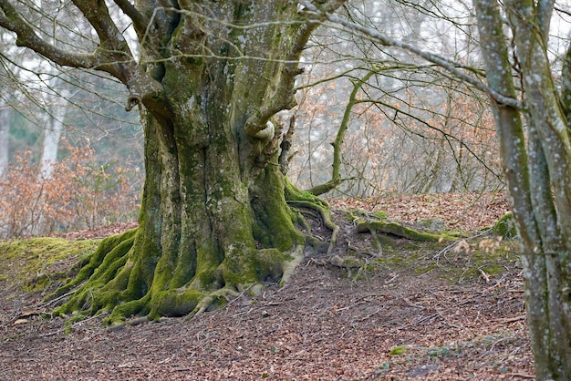 Bellissimo grande tronco d'albero unico con muschio all'aperto nella foresta o nei boschi Il paesaggio della natura con grandi alberi secchi in un pomeriggio autunnale Terra vuota con piante e flora aride