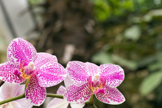 Bellissimo grappolo di fiori di orchidea macchiato magenta-bianco