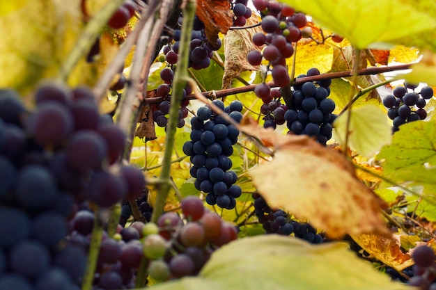 Bellissimo grappolo di uva matura viola appesa al primo piano della vite Vigneti nella vendemmia autunnale