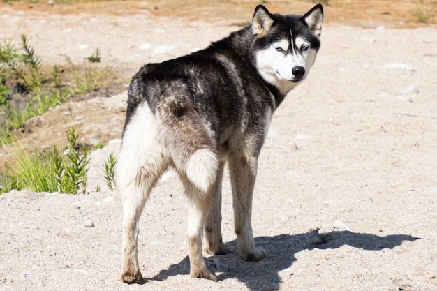 Bellissimo husky in estate sulla sabbia