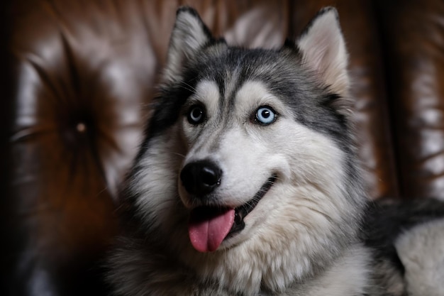 bellissimo husky soffice si siede su un divano in pelle marrone ritratto di un cane husky adulto cane husky