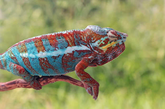 Bellissimo il colore della pantera camaleonte