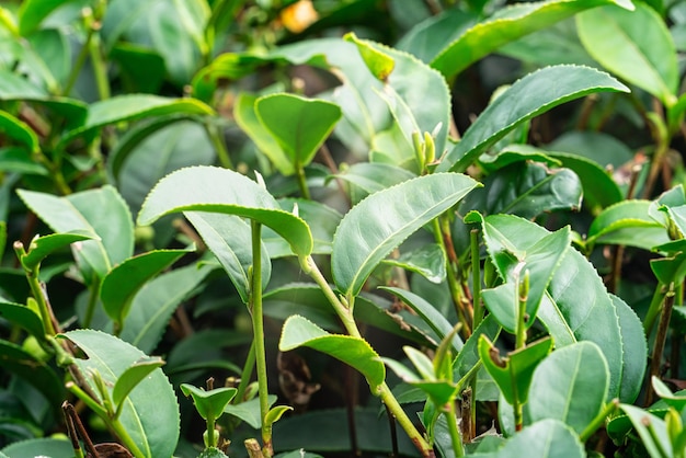 Bellissimo il concetto di design della scena delle file del giardino del raccolto del tè verde per il prodotto del tè fresco