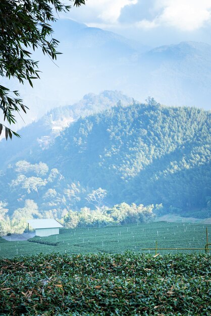 Bellissimo il concetto di design della scena delle file del giardino del raccolto del tè verde per il prodotto del tè fresco