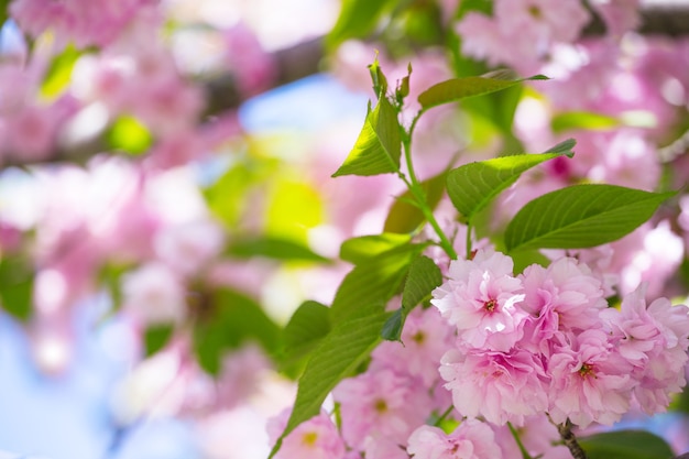 Bellissimo il fiore di ciliegio, sakura. Giappone