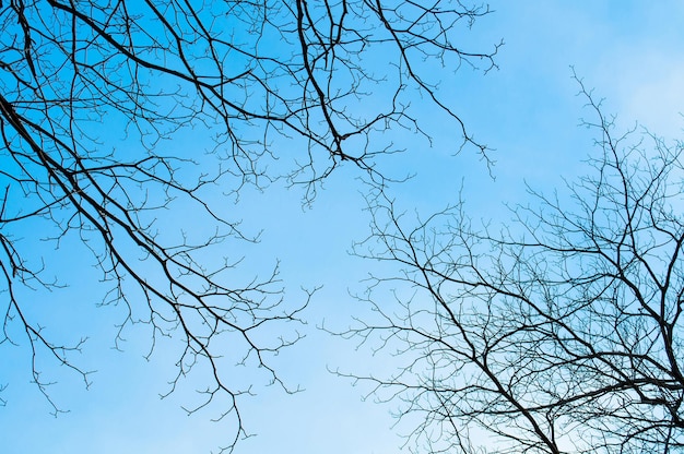 Bellissimo il naturale del cielo blu