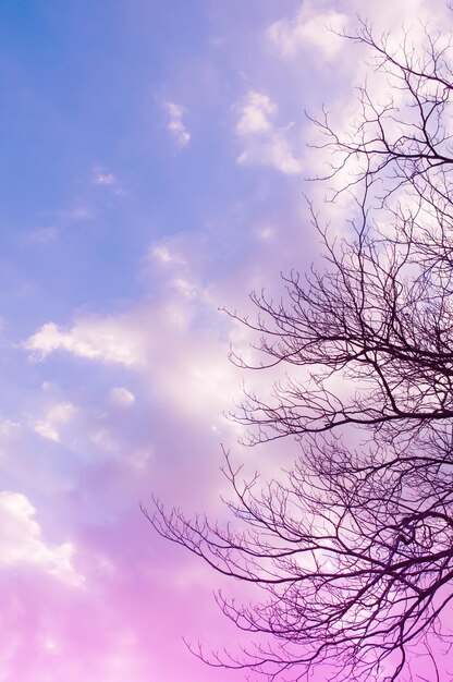 Bellissimo il naturale del cielo blu