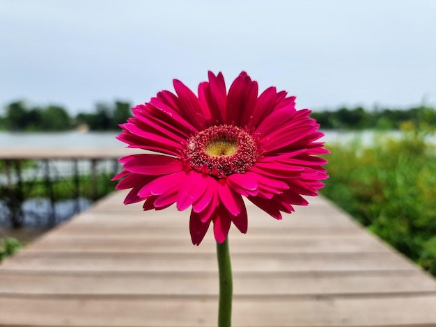 Bellissimo il singolo fiore di gerbera magenta su uno sfondo sfocato di fiume e cielo