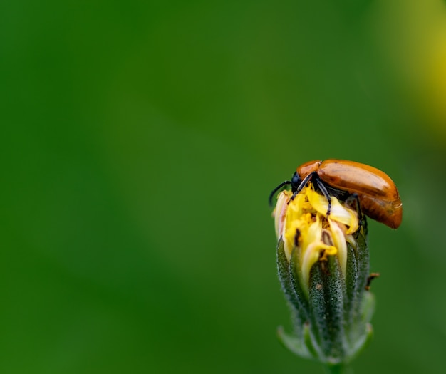 Bellissimo insetto sul fiore giallo