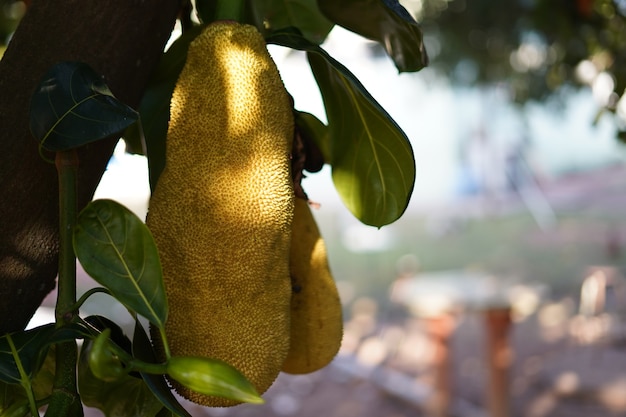 bellissimo jackfruit verde appeso all'albero