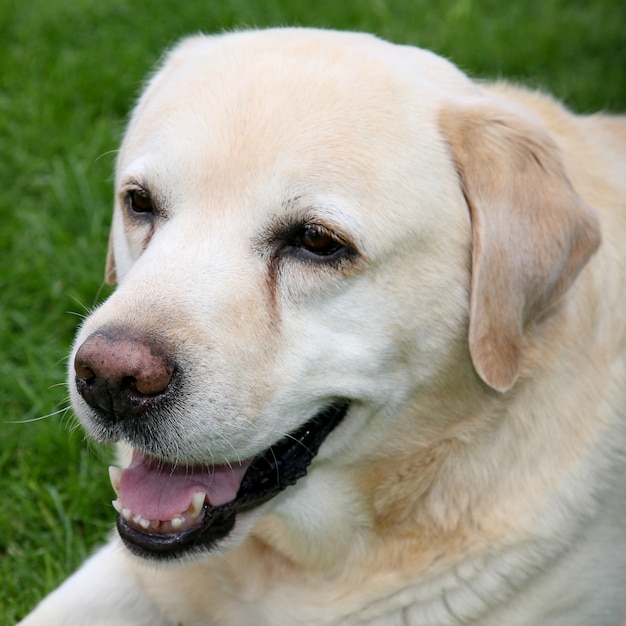 Bellissimo Labrador retriever adulto