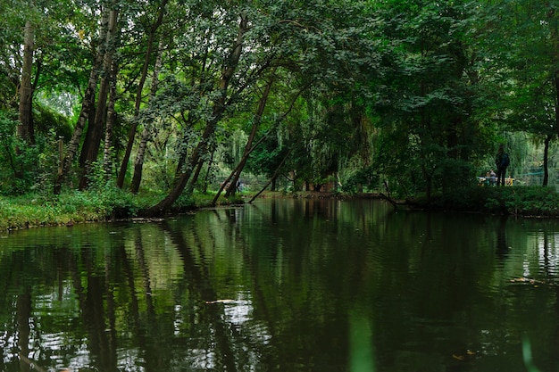 Bellissimo lago al centro del parco. Laghetto in un verde parco estivo. Foresta verde estiva con un piccolo lago.