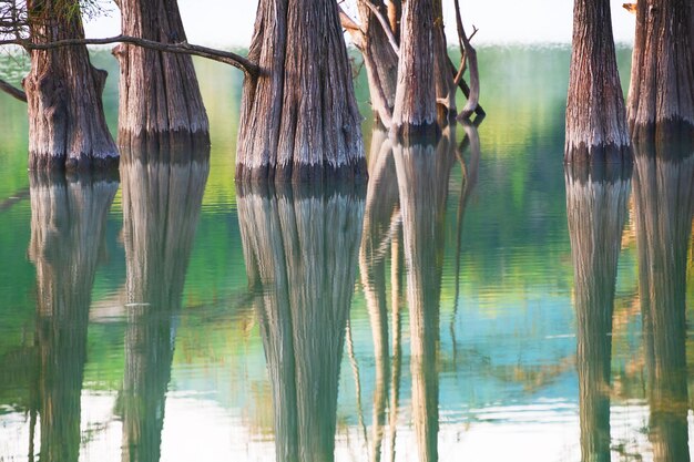 Bellissimo lago con alberi che crescono in acqua Sfondo astratto estate natura