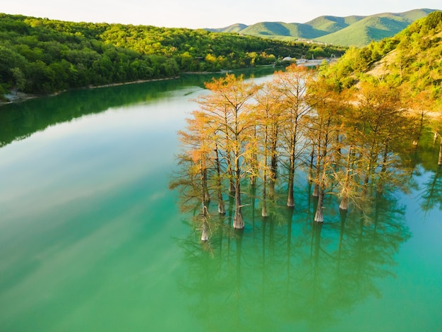 Bellissimo lago con alberi che crescono nell'acqua Cipressi di palude verdi sul lago Sukko ad Anapa Russia