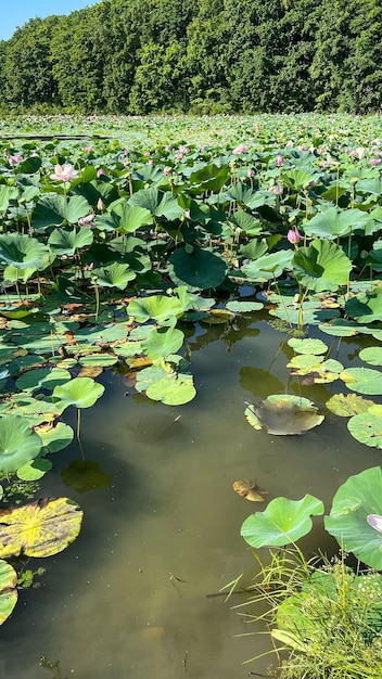 bellissimo lago con fiori di loto