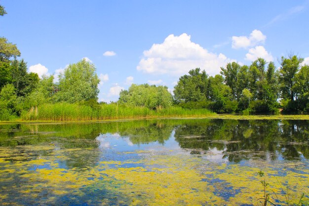 Bellissimo lago d'estate