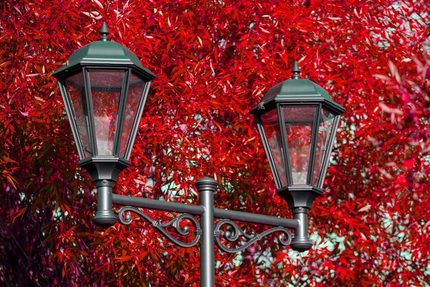 Bellissimo lampione nel parco in autunno. Foto di alta qualità