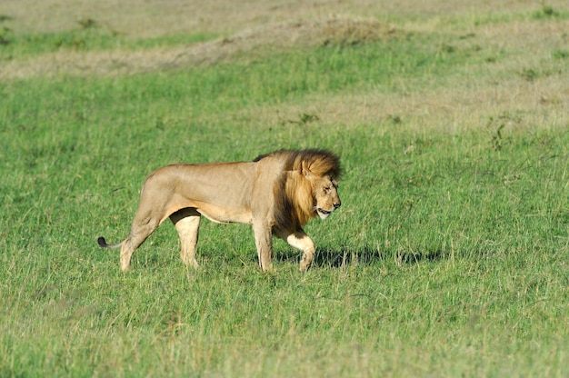 Bellissimo Leone Cesare nell'erba del Masai Mara, Kenya