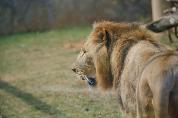 Bellissimo leone maschio e giallastro per lo sfondo dell'immagine della foresta