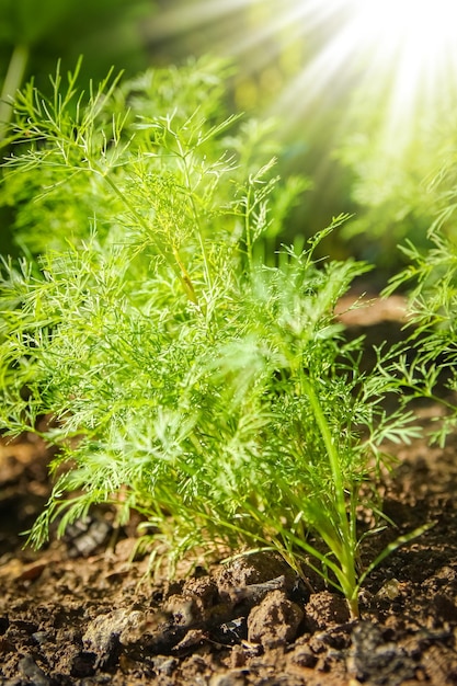 Bellissimo letto verde in un parco sullo sfondo della natura