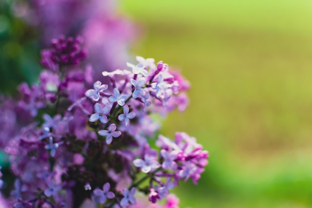 Bellissimo lilla viola in primavera su uno sfondo sfocato syringa vulgaris