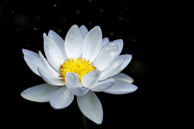 Bellissimo loto bianco su sfondo nero polline giallo chiaro dorso scuro