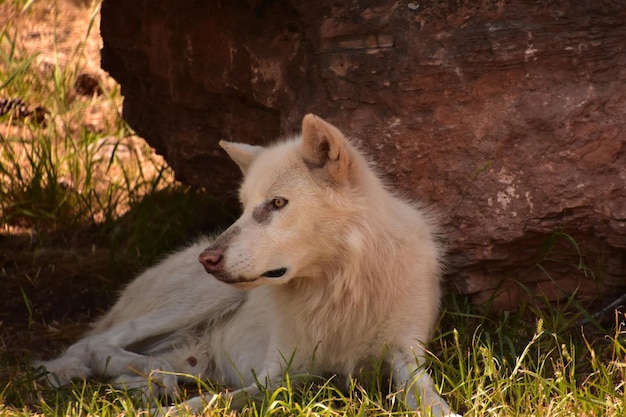 Bellissimo lupo bianco che riposa con una striscia marrone sul naso