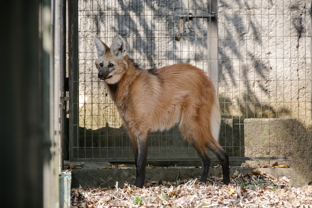 Bellissimo lupo nella foresta nella sua casa in natura in colore marrone