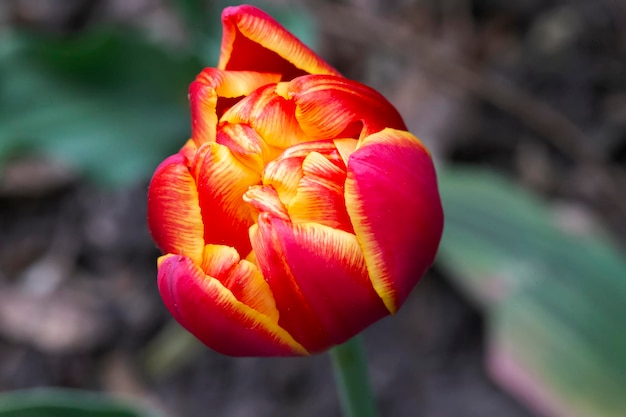 Bellissimo magnifico tulipano rosso