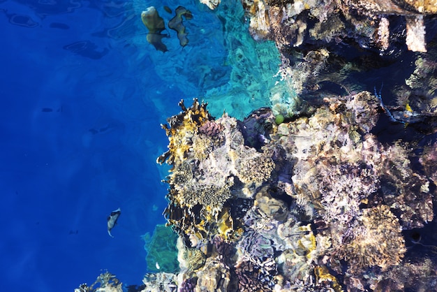 Bellissimo Mar Rosso in Egitto