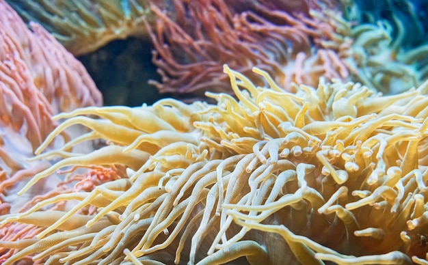 Bellissimo mare fiore coralli mondo sottomarino Vibrant giardino di corallo Anemon di mare lanuginoso luminoso in movimento lento Pianta da un altro pianeta Marine reef tropicali