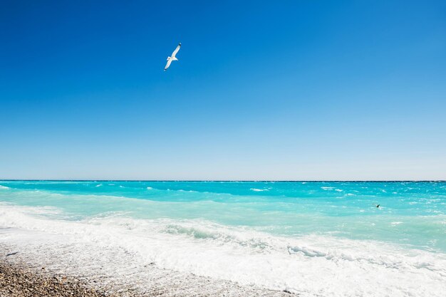 Bellissimo mare turchese e gabbiano che vola sull'acqua